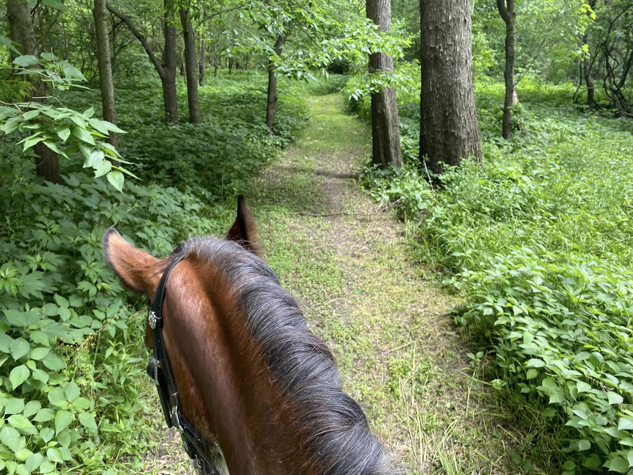 Trail Rides - Riverside Stables